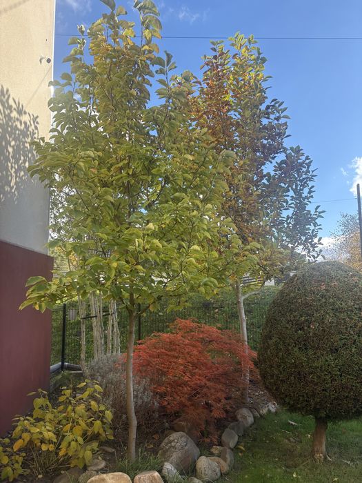 Magnolia duże drzewa yellow river