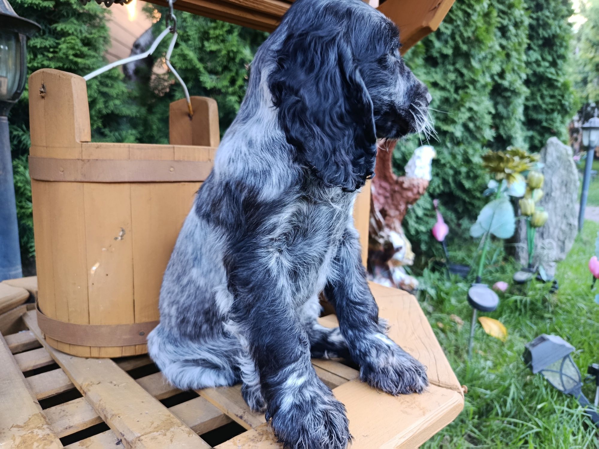 Cocker Spaniel angielski Piesek Rodowód