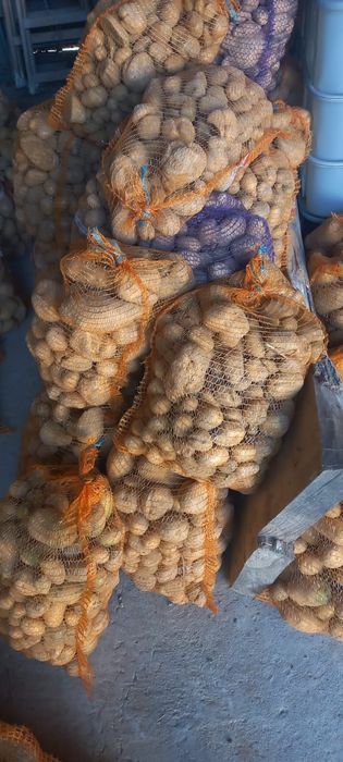 Ziemniaki paszowe odpady