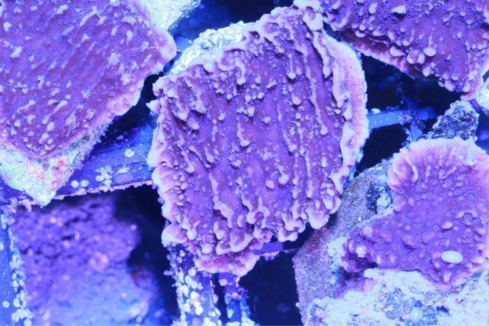 Montipora Talerzowa Granatowa Sps Koral  FLUOLAMPS.PL WYSYŁKI