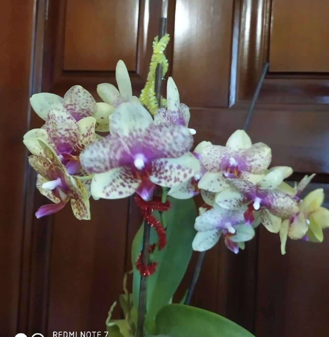 Восковая сортовая орхидея