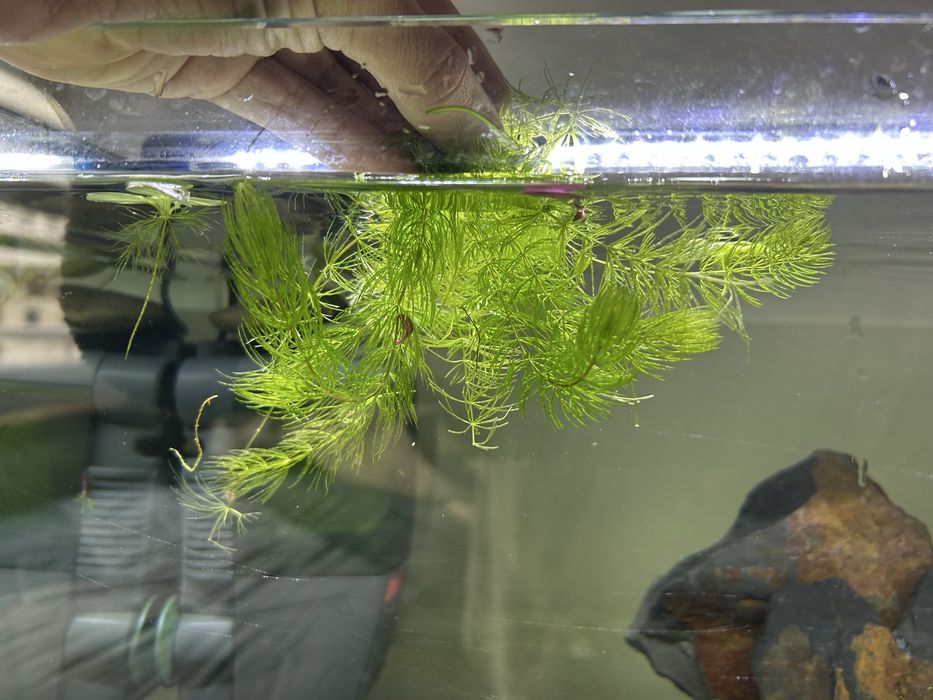 Plantas para aquário água quente - Low Tech