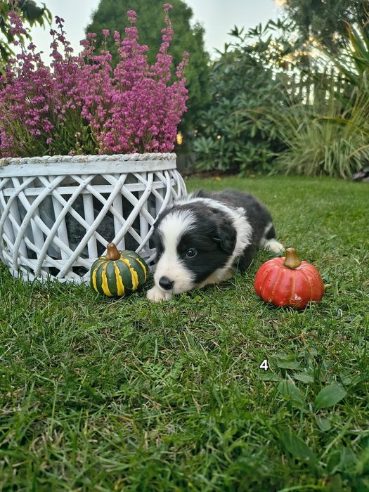 Piesek Border Collie