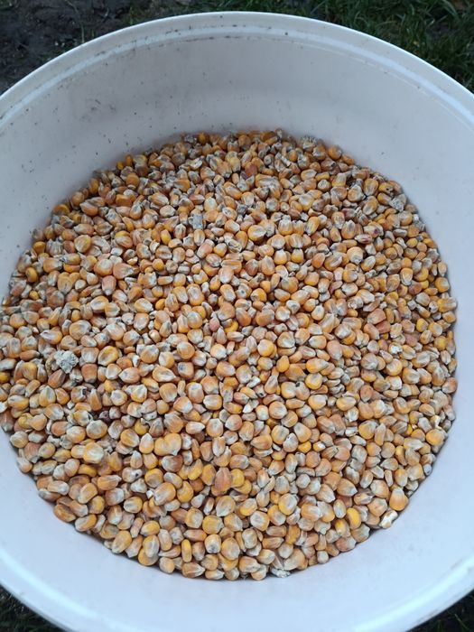 Kukurydza sucha sprzedam