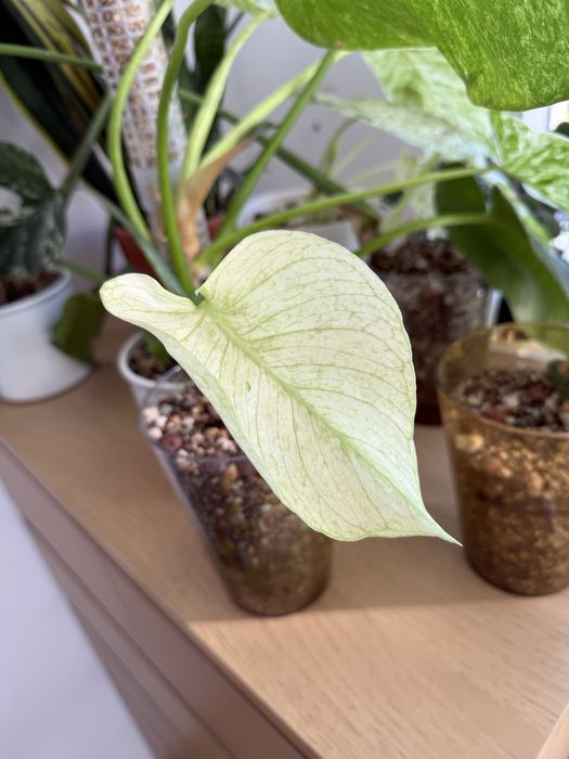 Monstera mint.