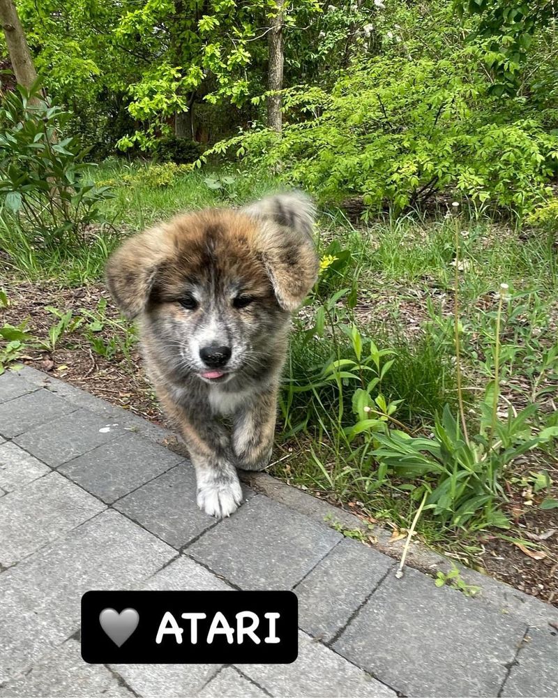 Atari- gotowy do odbioru szczeniak pręgowany piesek Akita Inu ZKwP FCI