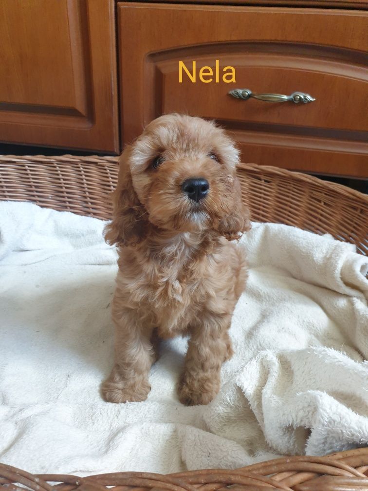 Cockapoo. Dziewczynka Nela. Cocker spaniel Angielski/ Pudel miniaturow