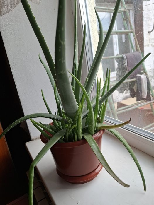 Алое вера молодняк