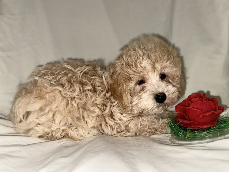 Дівчинка міні мальтипу