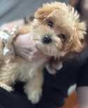 Maltipoo,pudel,maltanczyk