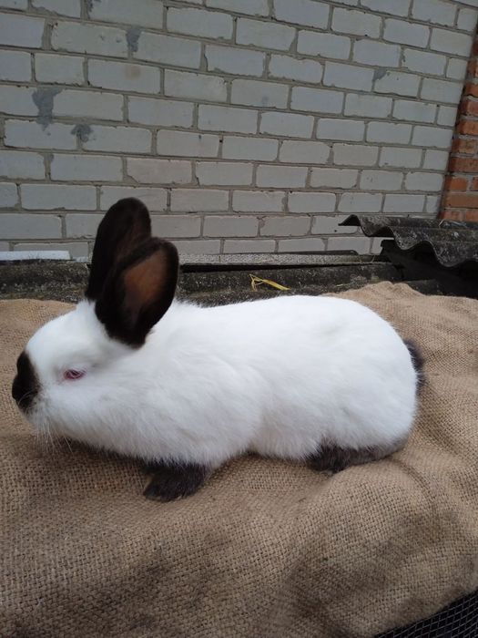 Кролики різних порід