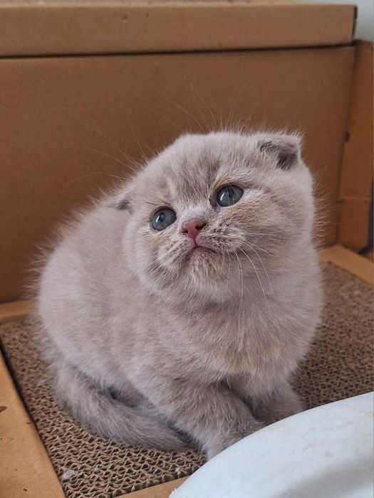 Fêmea scottish fold lilás