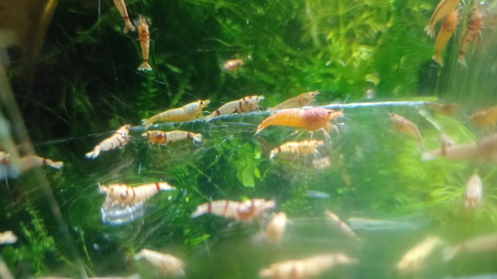 Krewetki poselekcyjne Fancy Tiger
