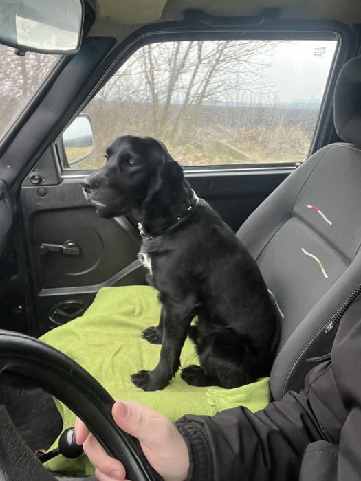 В’язка Кокер спанієль