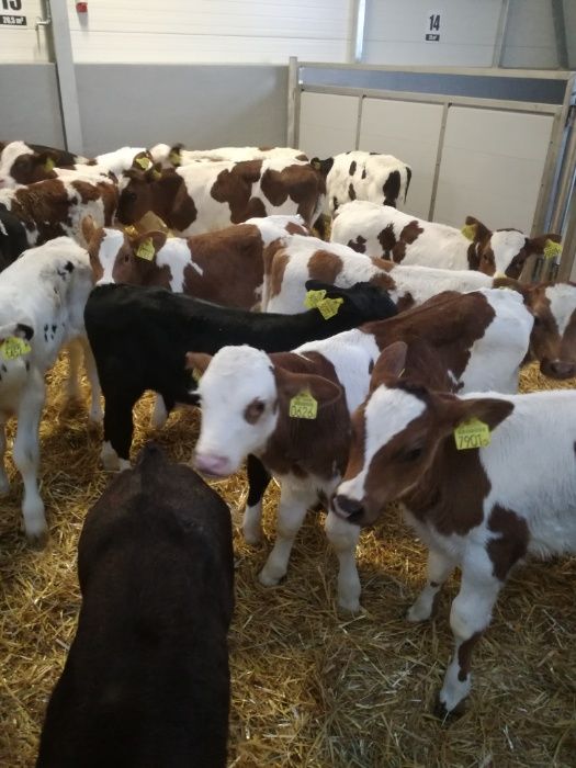 Byczki jałówki polskie Zduny