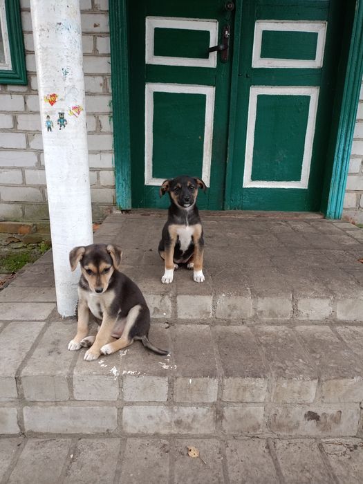 Цуценята песики щенки