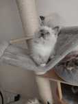 Ragdoll mitted kocurki