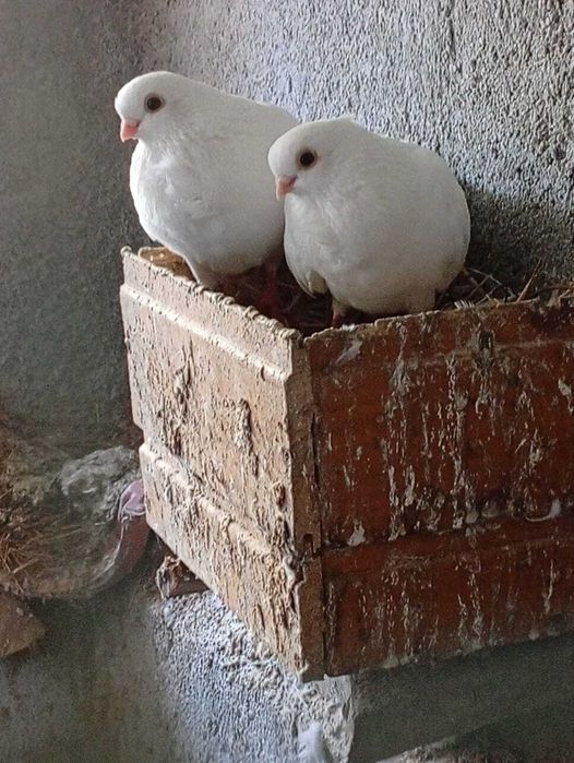 Vendo casal de mariolinhas