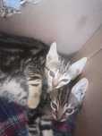 Gatinhos Para dar