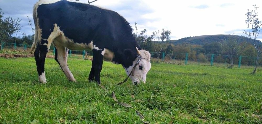 Продам Тільну Телицю