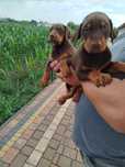 Doberman brązowa suczka