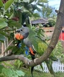 Ручной попугайчик Китайского кольчатого попугая выкормыш