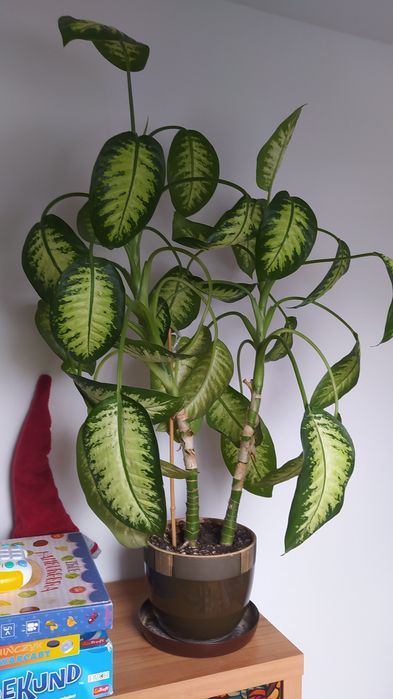 Kwiat duży Dieffenbachia seguine 'Lemon Tropic' - Difenbachia 100 cm