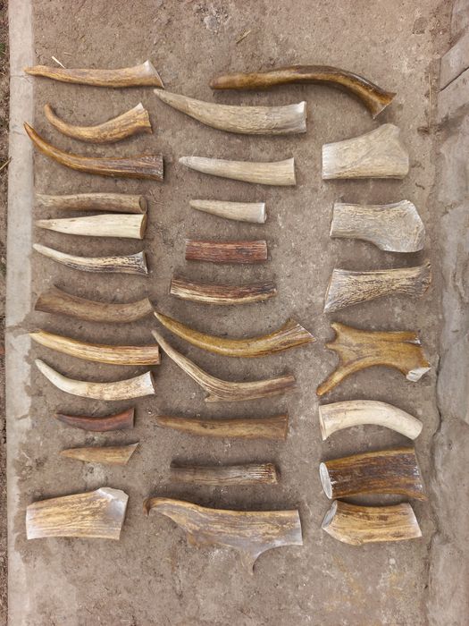 Рога для поделок