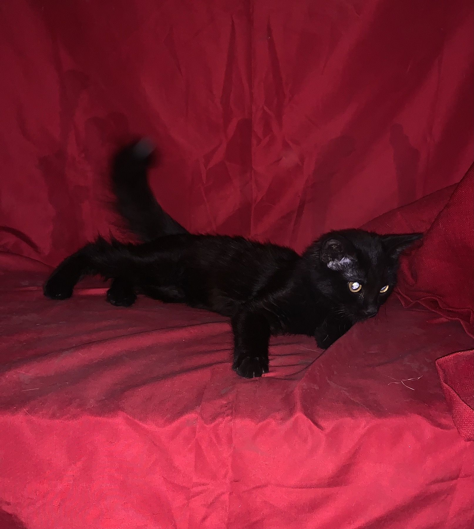 Отдам черного котёнка, девочка, 4 месяца