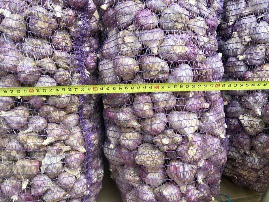 Продам часник сорт «Любаша» (зимовий)