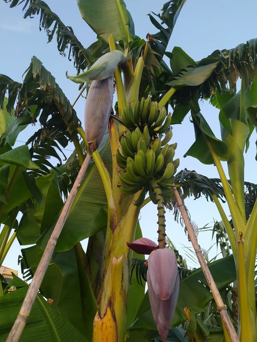 Bananeira Umbigo,  Coração