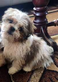 Piesek rasy Shih tzu