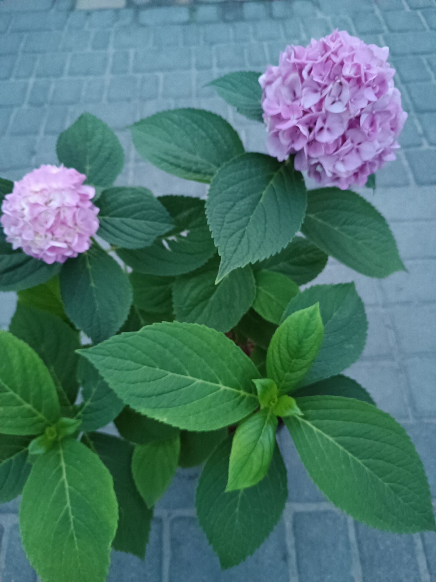 Продается цветущая розовая гортензия