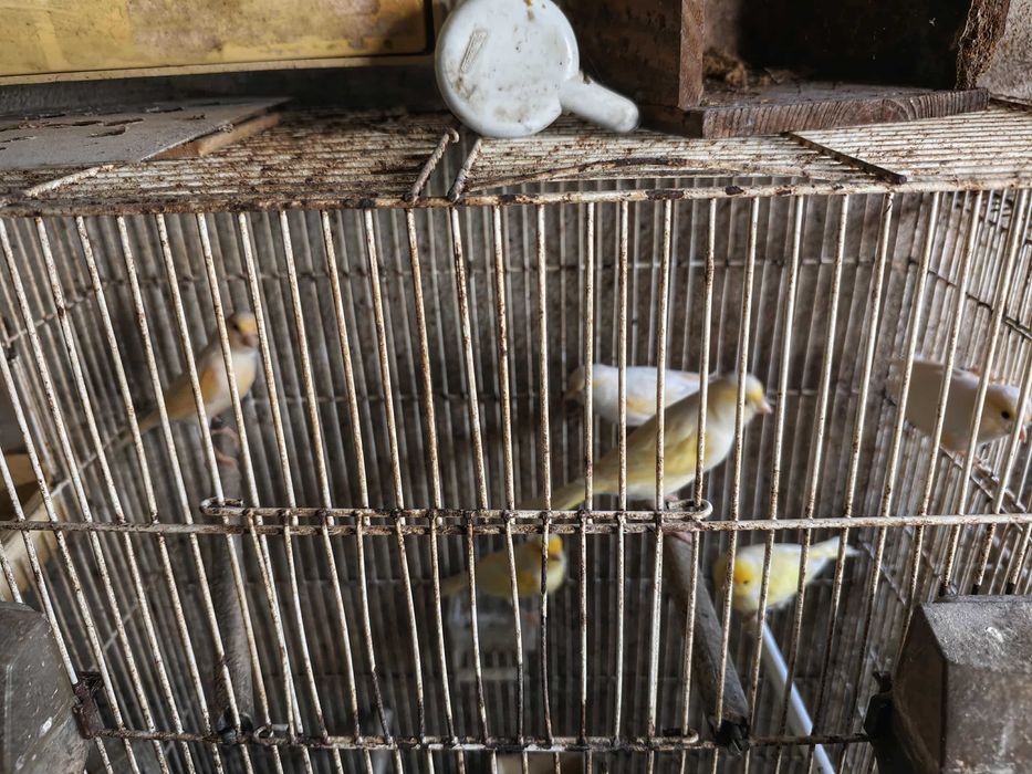 Canários 2025 várias raças!