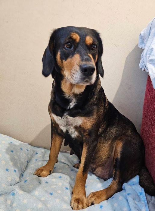 Sunia łapa szuka domu