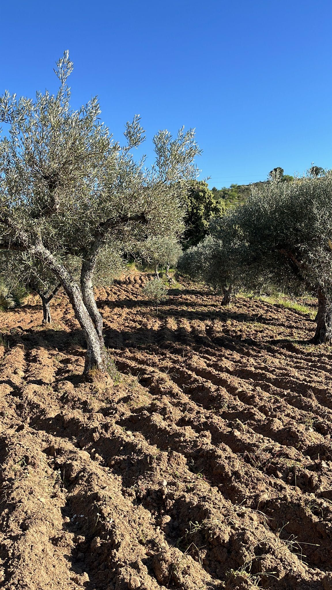 Terreno - Olival
