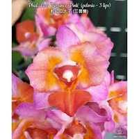 Орхидея Liu's Triprince Pink бабочка