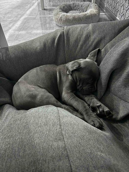 Порода собаки Кане корсо