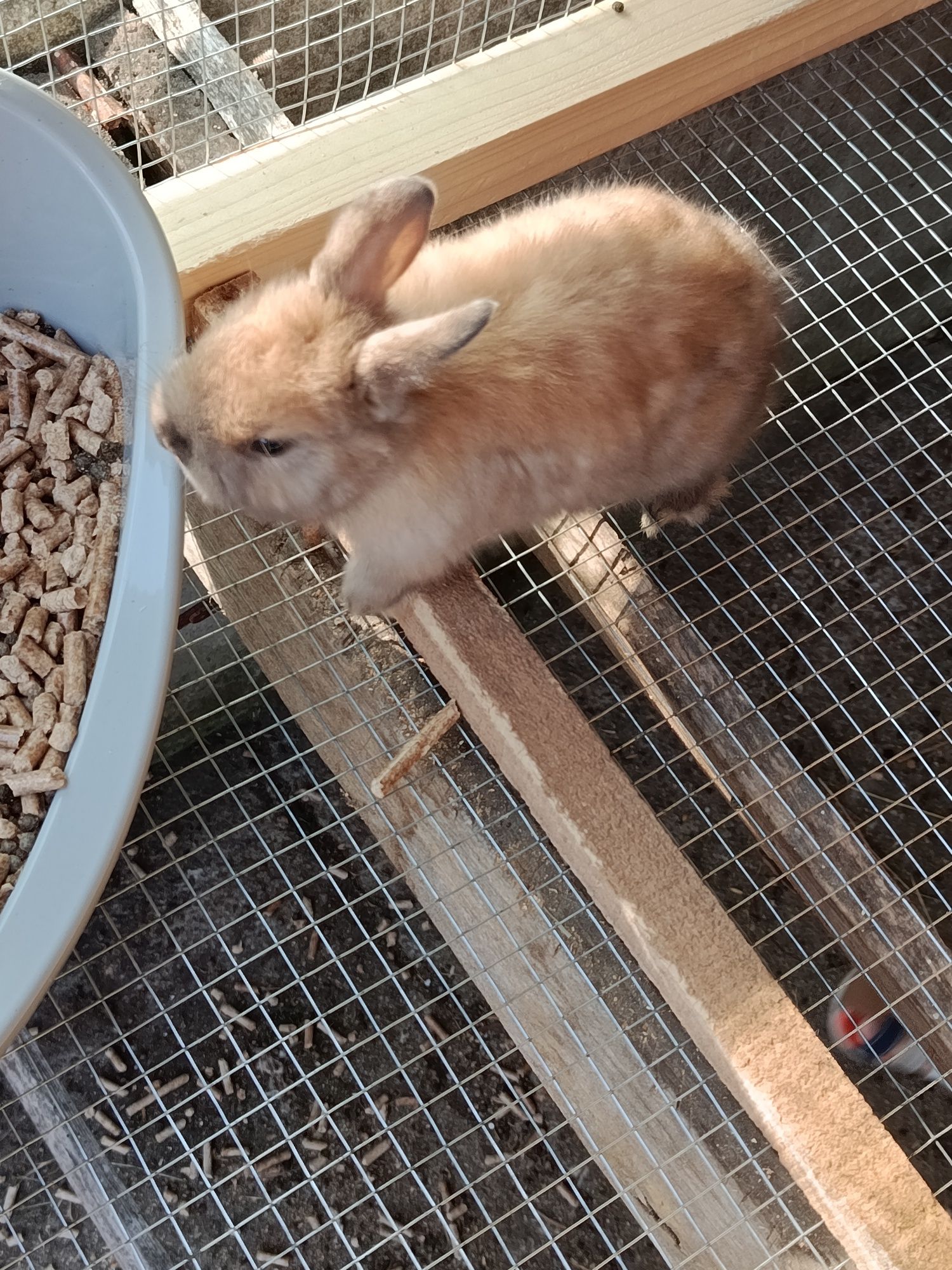 Coelhos anões raça Lionhead
