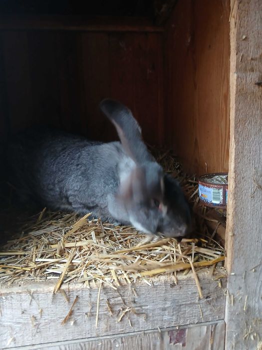 Sprzedam Belg olbrzym