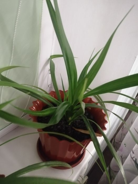 Панданус кімнатний