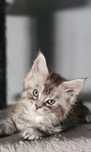 Koteczka Maine Coon