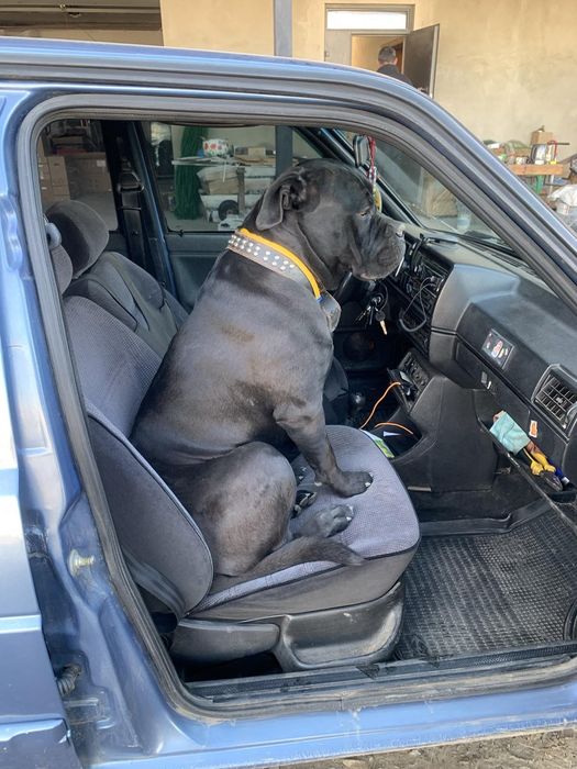 Кане-Корсо кабель для злучки шукає пару