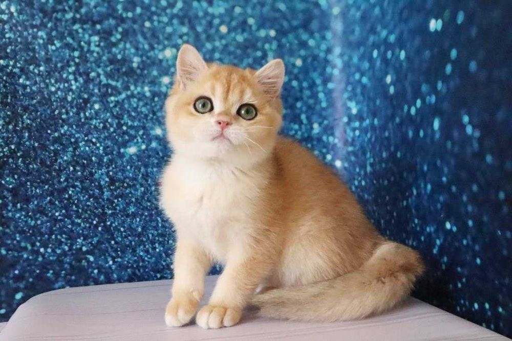 Плюшевый британский мальчишка-золотая шиншила