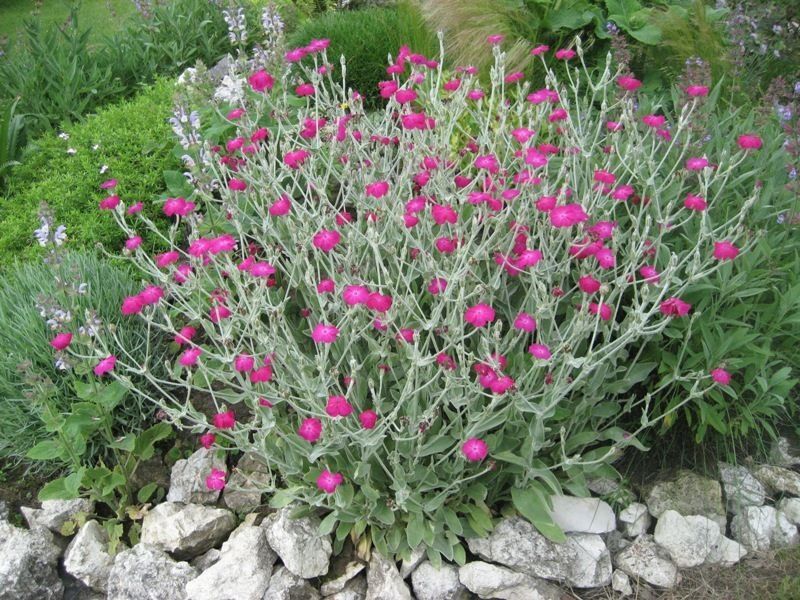 Лихнис корончатый. 2х летняя рассада