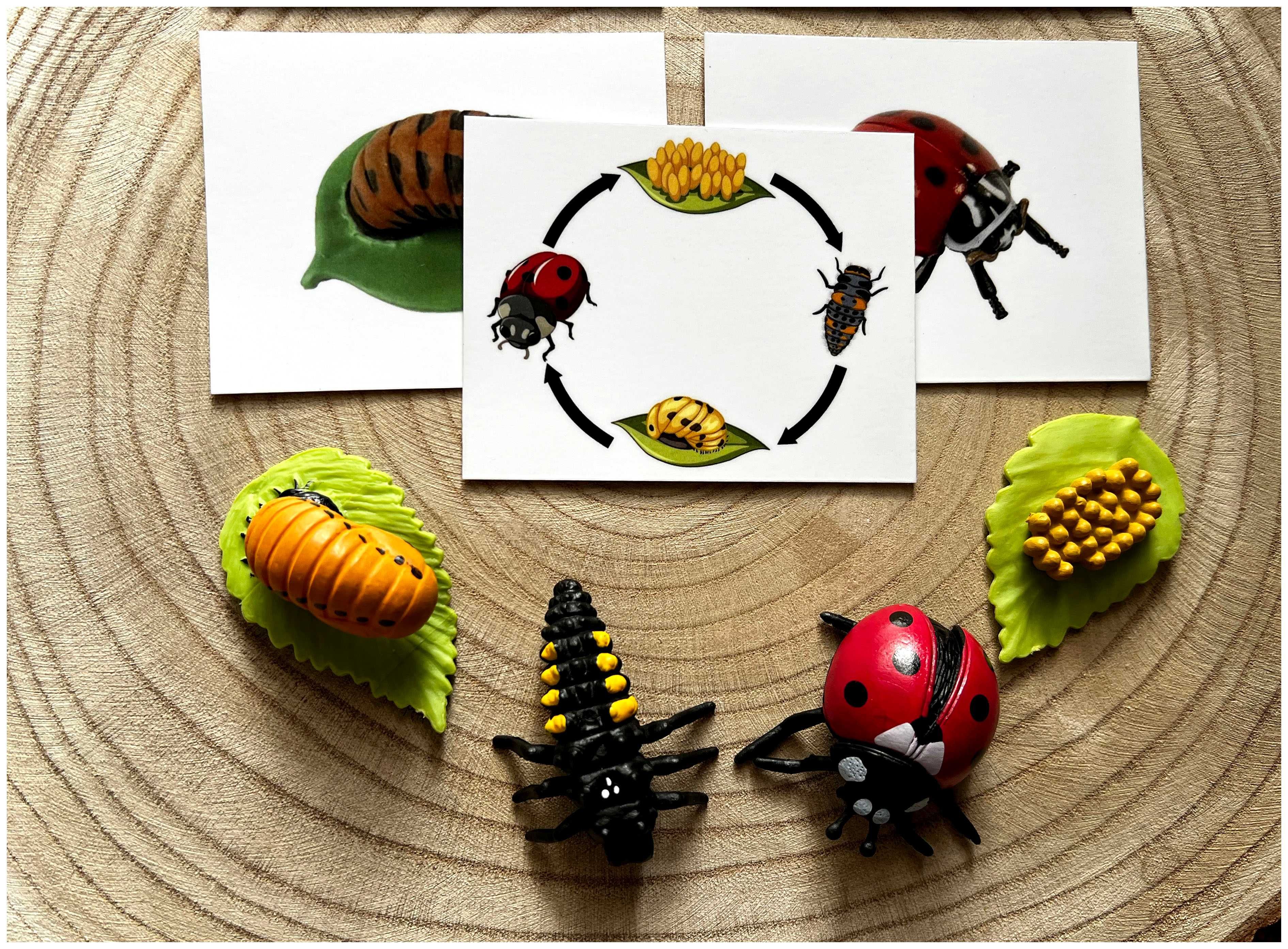 Ciclo de Vida - Joaninha - Montessori