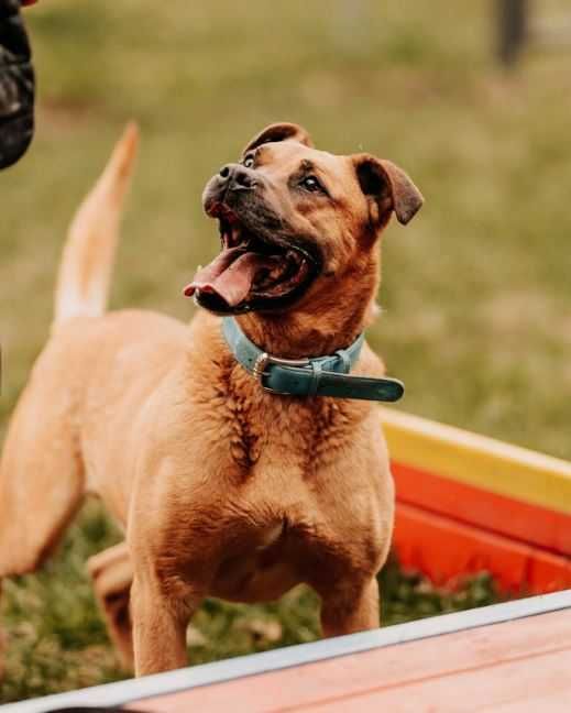 Piękny, większy,  starszy 10 lat pies do adopcji