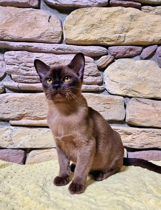 Котята Европейская Бурма с регистрацией клуба