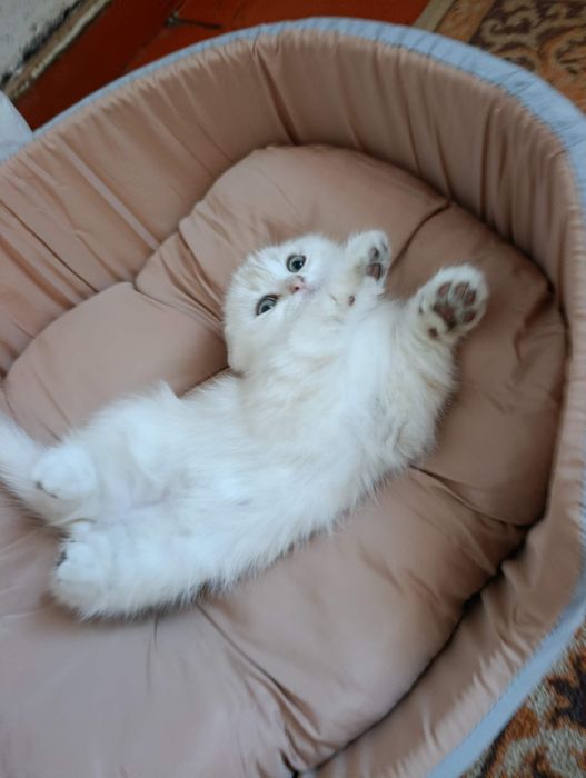 Срібна шиншила котята