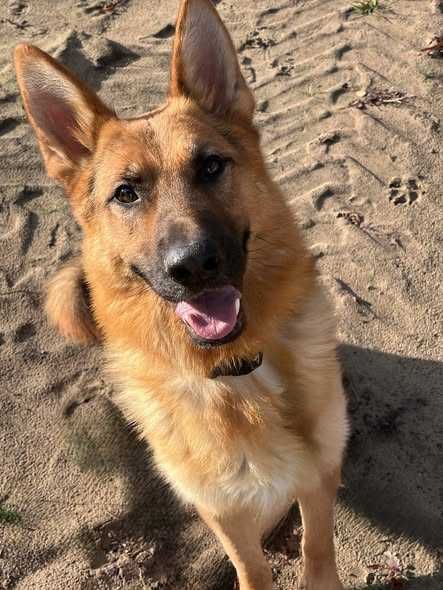 owczarek niemiecki mix  DIEGO